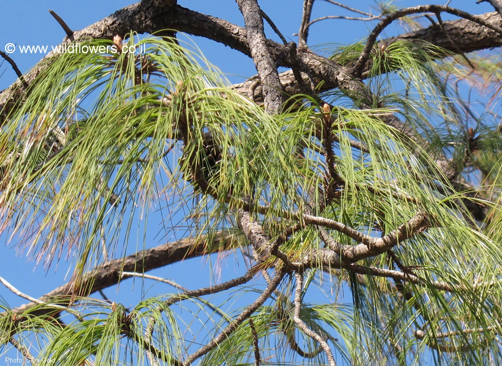 Pinus pseudostrobus